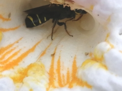 Ceratina perforatrix pyramidalis