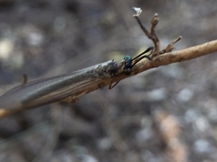 Myrmeleontidae