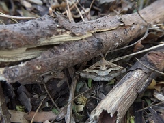 Isturgia disputaria