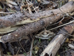 Isturgia disputaria