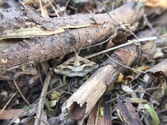 Isturgia disputaria