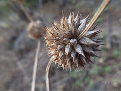 Leonotis nepetifolia