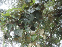 Cordia macleodii