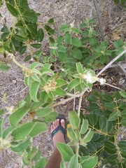 Croton heliotropiifolius