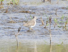 Calidris temminckii