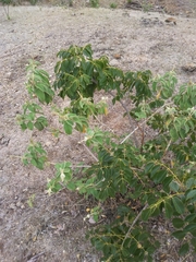 Croton heliotropiifolius