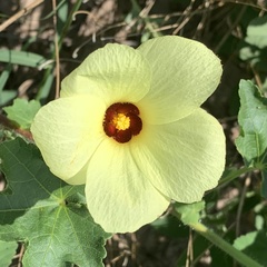Hibiscus schinzii