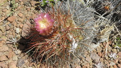 Austrocactus longicarpus