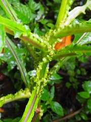 Jessea cooperi