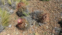 Austrocactus longicarpus