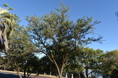 Geoffroea decorticans