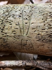 Pityogenes bidentatus