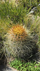 Austrocactus