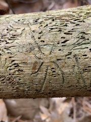 Pityogenes bidentatus