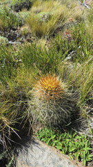 Austrocactus
