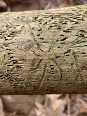 Pityogenes bidentatus