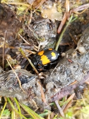 Nicrophorus hebes