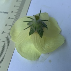 Hibiscus schinzii