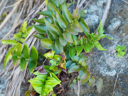 Japanese holly-fern