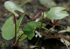 Nymphoides parvifolia