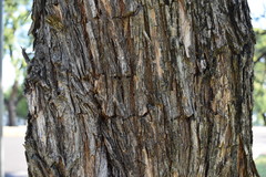 Geoffroea decorticans