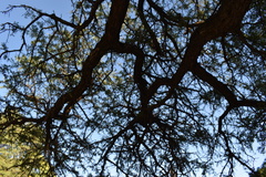 Geoffroea decorticans