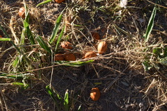 Geoffroea decorticans