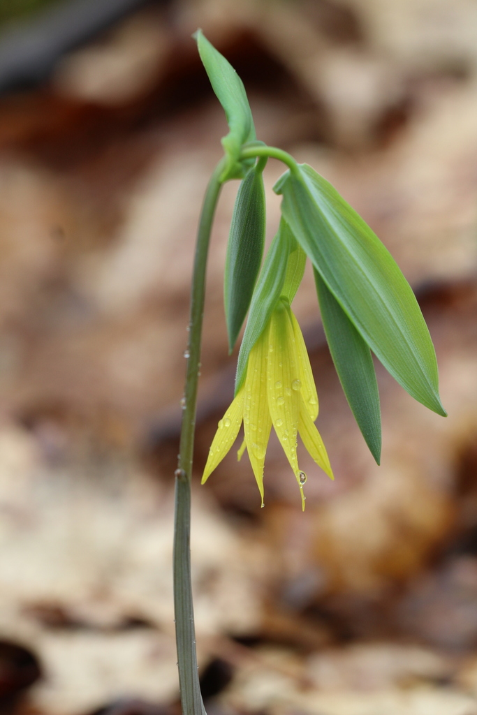 bellworts