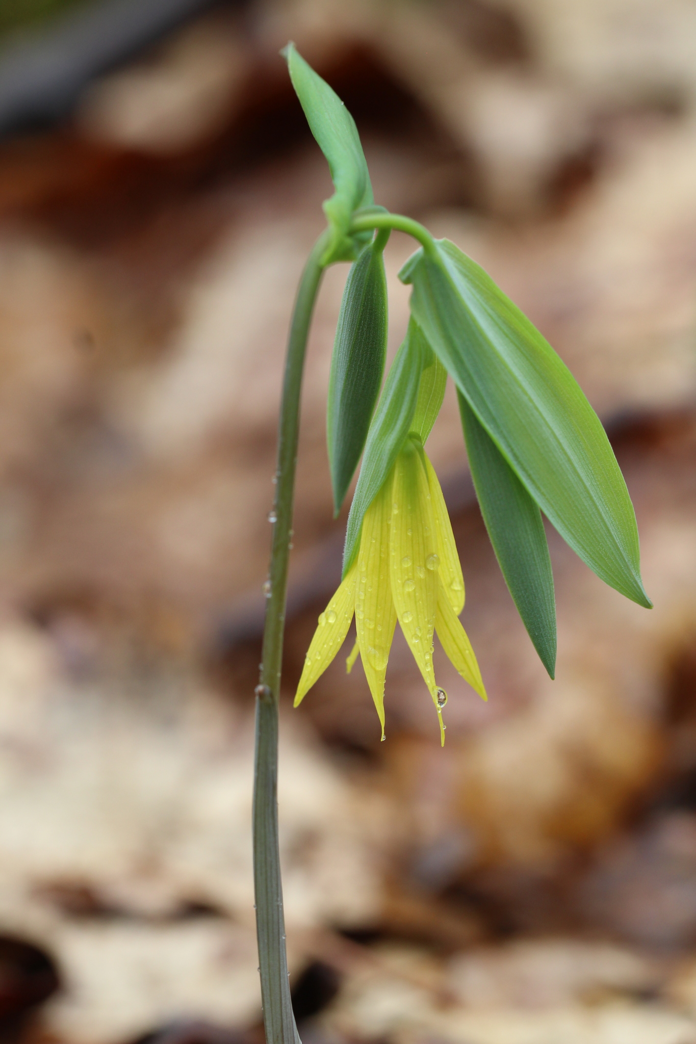 Uvularia