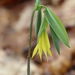 Uvularia - Photo (c) L.E. Hale,  זכויות יוצרים חלקיות (CC BY-NC), uploaded by L.E. Hale