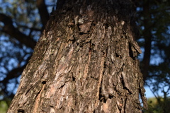 Geoffroea decorticans