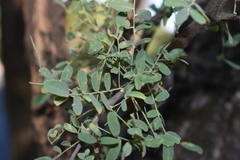 Geoffroea decorticans