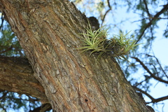 Geoffroea decorticans