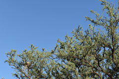 Geoffroea decorticans