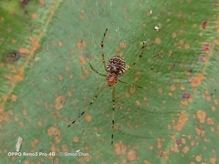Theridion zonulatum