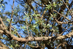 Geoffroea decorticans