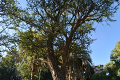 Geoffroea decorticans