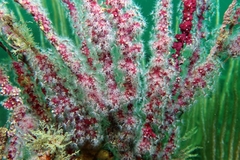 Alcyonium coralloides