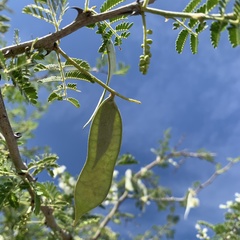 Senegalia erubescens