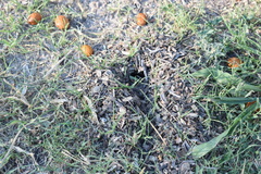 Geoffroea decorticans