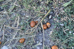 Geoffroea decorticans