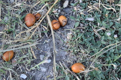 Geoffroea decorticans