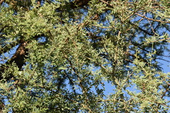 Geoffroea decorticans