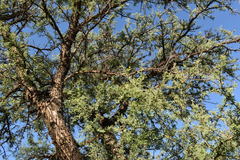 Geoffroea decorticans