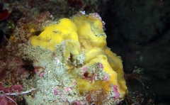 Clathria compressa