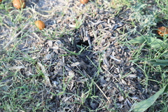 Geoffroea decorticans