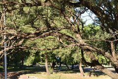 Geoffroea decorticans