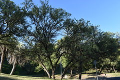 Geoffroea decorticans