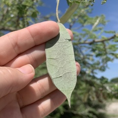 Senegalia erubescens