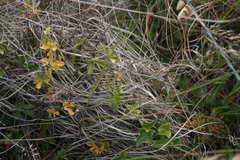 Kedrostis nana